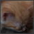 Gatto
